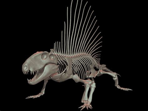 Dimetrodon Skeleton 3D Model $129 - .obj .max - Free3D