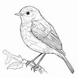 Robin Bird Coloring Pages sketch template
