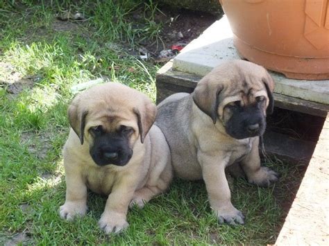 English Mastiff Puppies For Sale | Boston, MA #245317