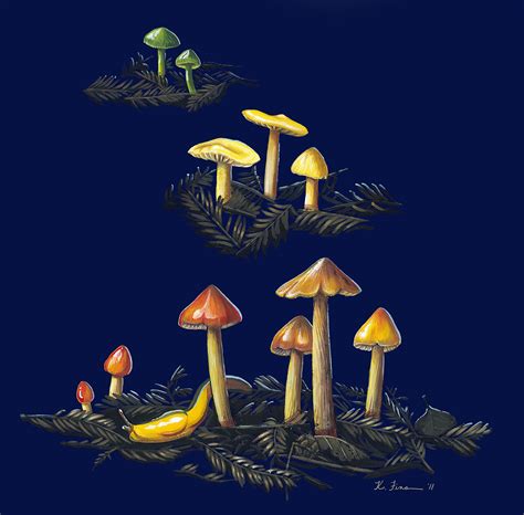 Mycology Illustration - Kelly Finan