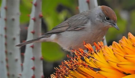 BIRDWALKERMONDAY: 17-3-2016 MONTE CORONA, VALENCIA - EURASIAN BLACKCAP (FEMALE) (Sylvia atricapilla)