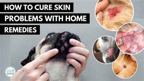 How Do I Treat My Dogs Flea Scabs? Quick Answer - Chiangmaiplaces.net