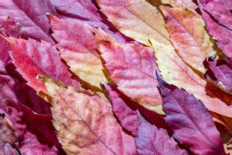 Close Up, Fallen Autumn Red Maple Leaves Stock Image - Image of foliage, nature: 131085679