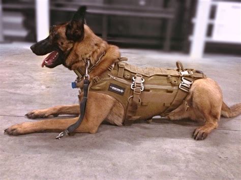 Why military dog harnesses and vests are great things? - The Yucatan Times