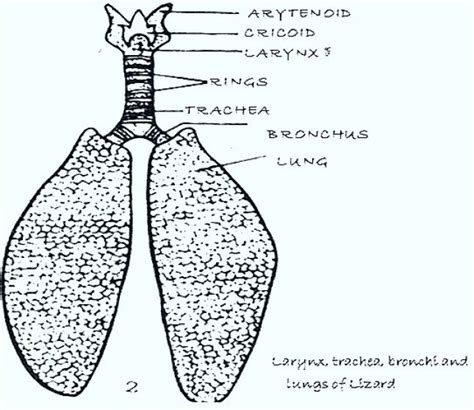 Reptiles Respiratory System