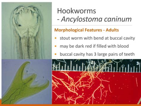 Ancylostoma Braziliense Morphology