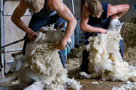 How to Shear a Sheep (step-by-step + video) - RaisingSheep.net