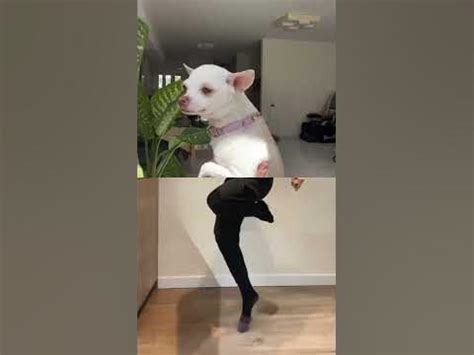 Chihuahua dancing - YouTube