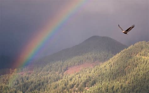 Northof49Photography: The Largest Bald Eagle Migration in North America