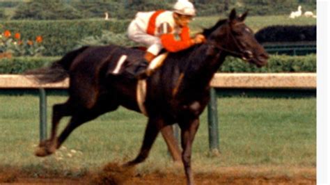 “All 1’s” Ruffian, The Real Story | Ruffian, Racehorse, Thoroughbred horse racing