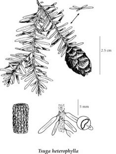 Tsuga heterophylla