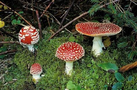 Comment reconnaître les champignons vénéneux ? – Gothicat World Gazette