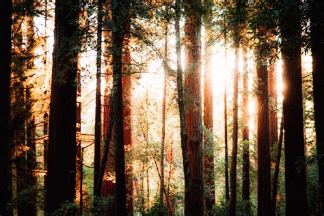 A Guide Through Your Trip to the California Redwood Forest - Traveler ...