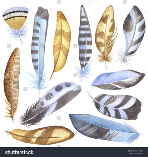 Watercolor Hand Drawn Different Birds Feathers Stock Illustration 745021087 | Shutterstock