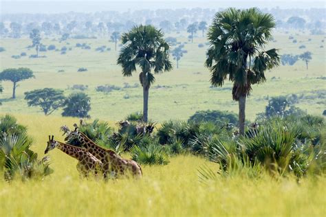 Unveiling Wonders: A 4-Day Wildlife Safari in Uganda