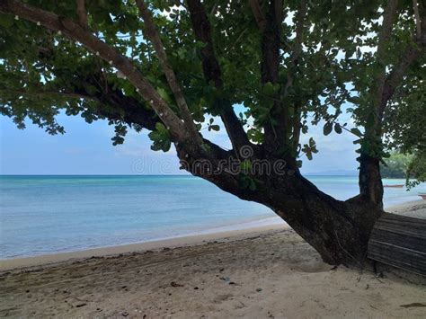 Likupang Beach North Sulawesi Stock Photo - Image of branch, likupang: 265257456