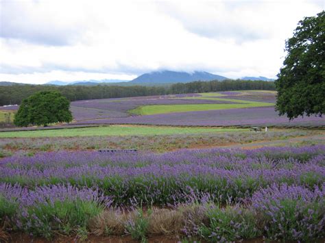 Fichier:Tasmanian Lavender Fields.jpg — Wikipédia
