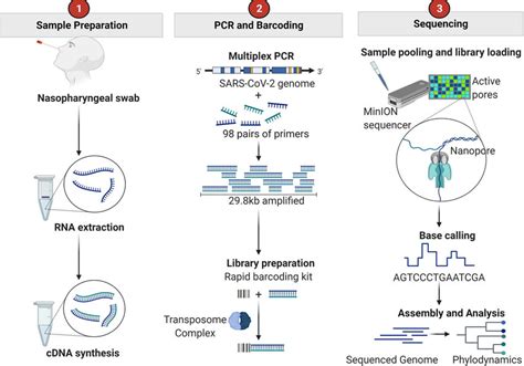 Nanopore SARS-CoV-2 genome target sequencing consists of the... | Download Scientific Diagram