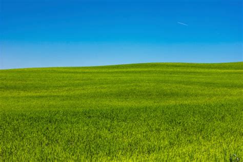 Green Grass And Blue Sky Stock Photo - Download Image Now - iStock