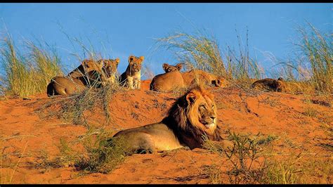 Namibia Conservation Safari Webinar: In the Realm of the Desert Lion ...