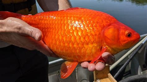 Giant goldfish problem in US lake prompts warning to pet owners - BBC News