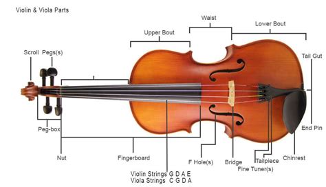 Parts of the Violin/Viola - Musical Instrument Hire Co