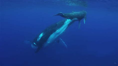 Underwater sounds with whales calling