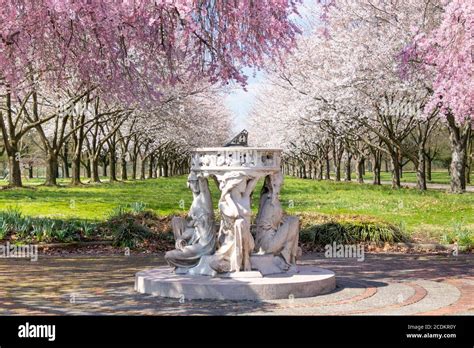 Sundial and Beautiful Pink Cherry Blossoms with Trees in Full Bloom and No People in Fairmount ...