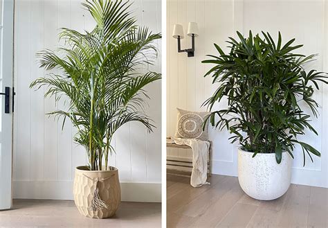 Top plants for a coastal vibe indoors | Flower Power