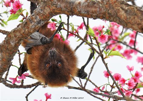 Ryukyu flying fox – Bats of Okinawa | Okinawa Nature Photography