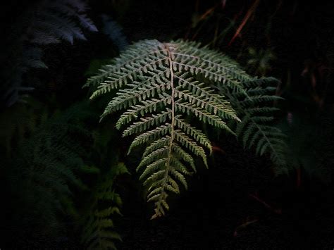 Dark Fern Green - Free photo on Pixabay - Pixabay