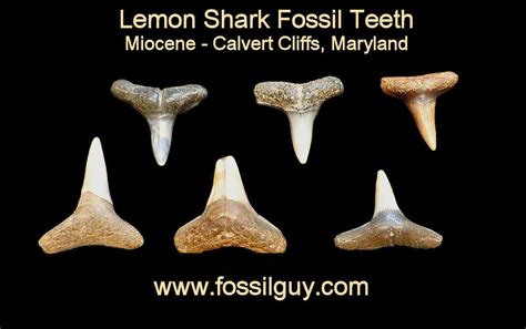 Fossil Shark Tooth Identification for Calvert Cliffs of Maryland: Fossilguy.com