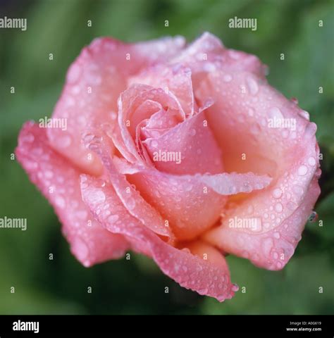 Alpine Sunset Rose Stock Photo - Alamy