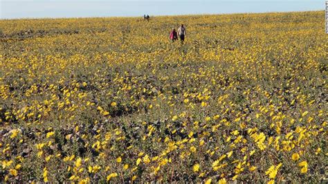 Death Valley sees rare 'superbloom' of wildflowers - CNN