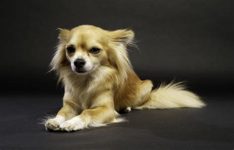 Chihuahua Breeds Types