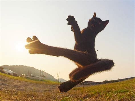 Karate Cats: Photographer Hiroyuki Hisakata Captures Felines in Martial Arts Poses | Culture