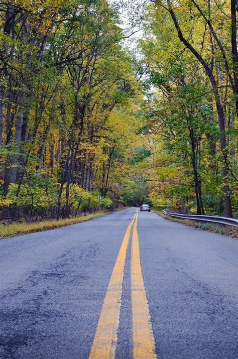 Forest road in autumn stock photo. Image of country, leaves - 22392716