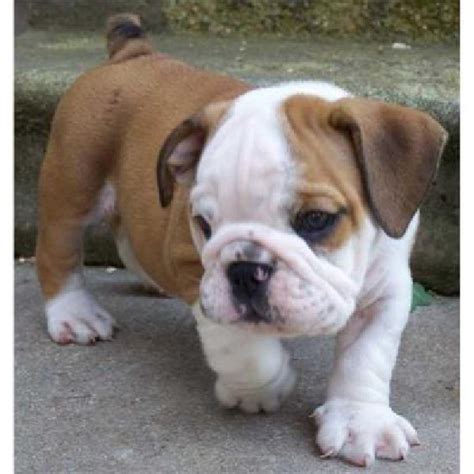 Toy Bulldog Puppies - Puppy Dog Gallery