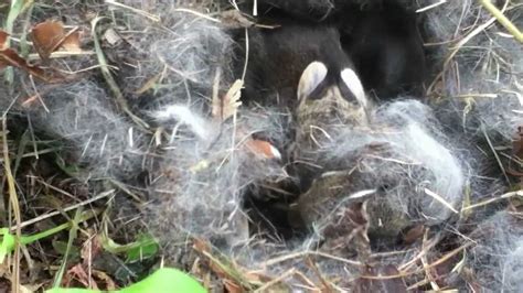 wild baby rabbit nest - YouTube