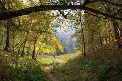 Forest gate stock image. Image of hill, walk, light, lively - 9972053