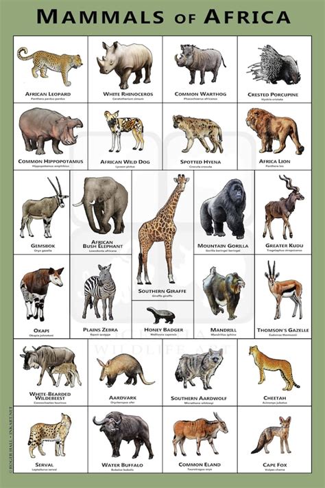 Mammals of the African Art Print / Field Guide - Etsy