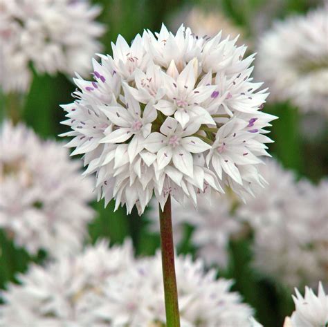 Allium Amplectens Graceful – Easy To Grow Bulbs