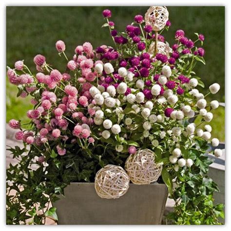 Gomphrena Multicolor Flower Seeds — USA Garden Center