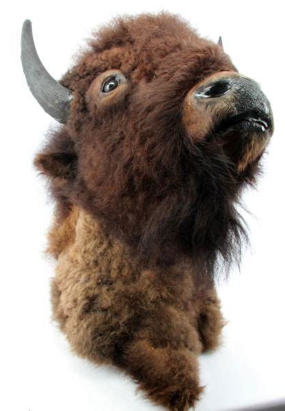 MONTANA TAXIDERMY BUFFALO HEAD MOUNT : Lot 8007