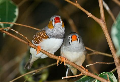 Breeding Zebra Finches