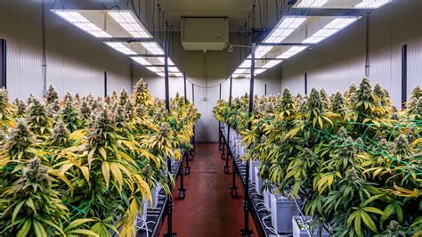 Greenhouse vs. Indoor Cannabis Cultivation [Guide]