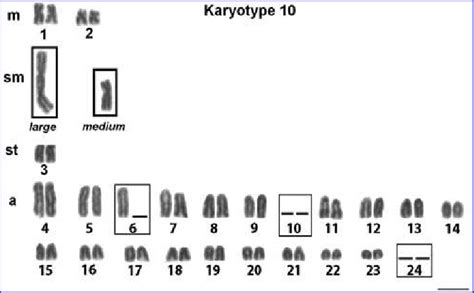 Karyotype with 2n = 45 chromosomes of R. lanceolata; the chromosomes... | Download Scientific ...