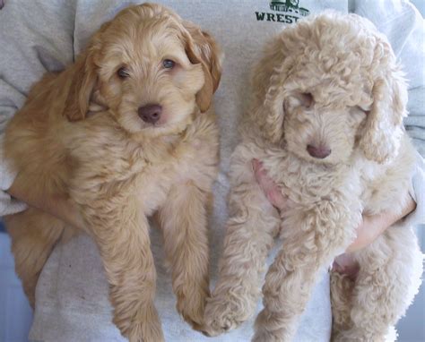 labradoodles | Labradoodle puppy, Labradoodle dogs, Labradoodle