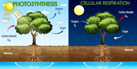 Cellular Respiration And Photosynthesis Venn Diagram With Co