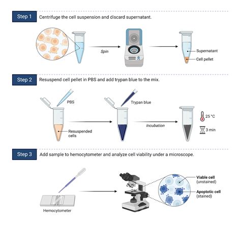 Cell Viability Assay (Trypan Blue) | BioRender Science Templates